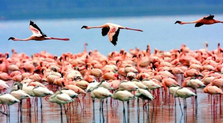 Lake-Manyara-National-Parkssss